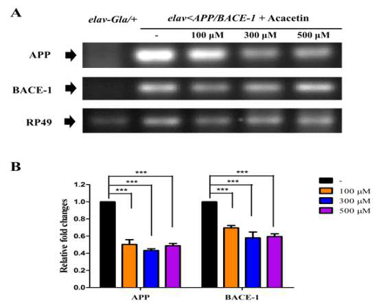 Effect of acacetin on the expression of the human BACE-1 and APP mRNAs.
