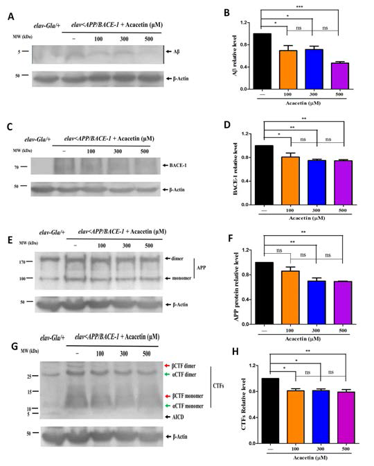 Effect of acacetin on Aβ, BACE-1, and APP processing in the transgenic flies.