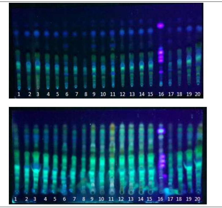 TLC patterns of propolis collected from 20 sites in South Korea.