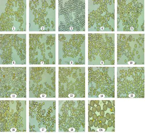 Photomicrographs of 18 different bee pollen phenotypes collected from 16 different locations of South Korea and 1 Chinese sample. CN: China. Scale bar = 40 μm.