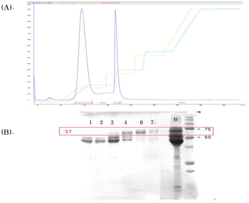 Elution profile of 57-kDa protein on ion-exchange DEAE FF 16/10 column chromatography