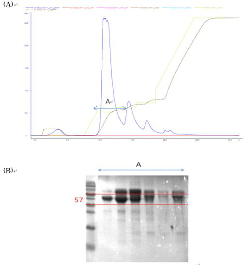 Elution profile of 57-kDa protein on ion-exchange chromatography Mono Q.