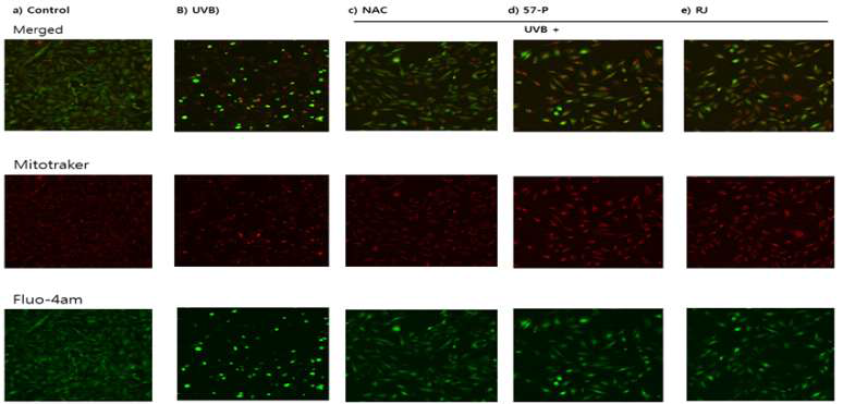 Cytoprotective effect of 57-kDa protein on UVB stress using two different dyes.