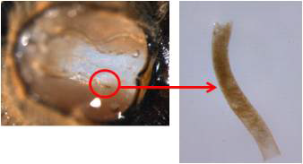 황사 1g을 처리한 사육케이지에서 사망한 일벌의 호흡기관(Trachea)