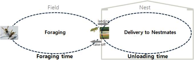 개체의 외역활동시간(foraging time)과 배달시간(unloading time)은 인공둥지 입 구에서 landing과 takeoff 행동을 보이는 시간을 바탕으로 분석된다