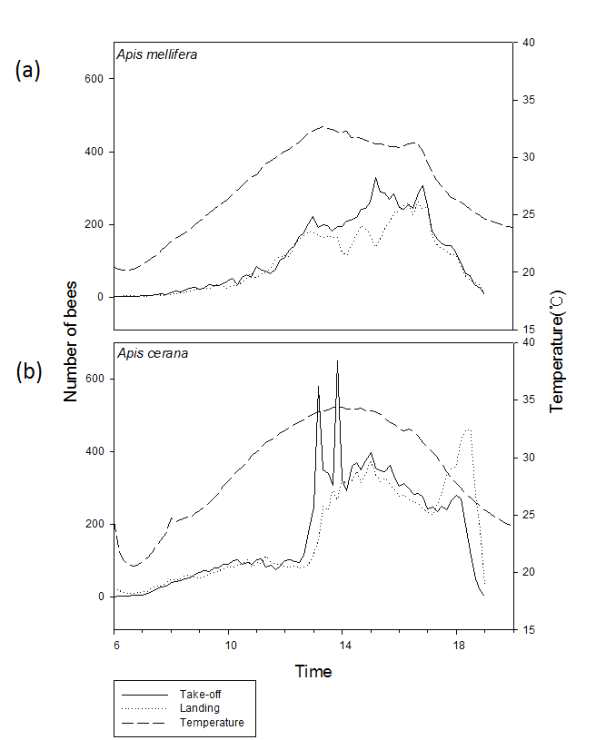 Honey bee average out-nest activities graph according to the time / temperature in western honey bee and asiatic honey bee