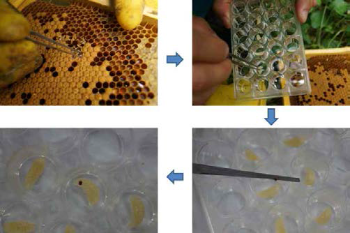 꿀벌 유충을 대상으로 한 mite-challenge 실험.