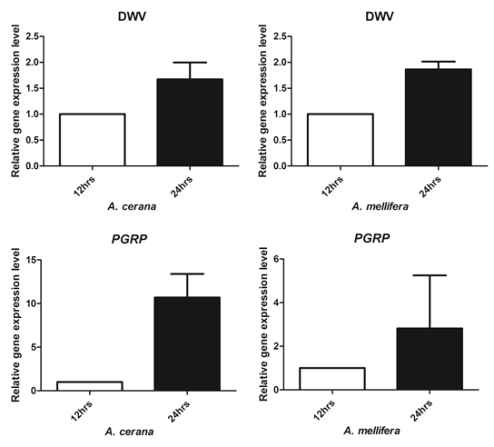 qPCR result of DWV and PGRP of A. mellifera and A. cerana