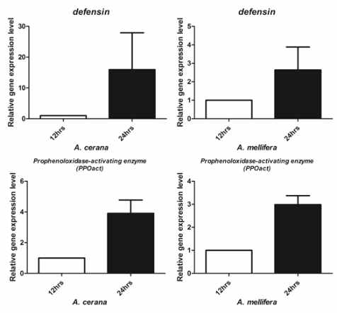 qPCR result of defensin and PPOact of A. mellifera and A. cerana.