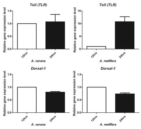 qPCR result of TLR and dorsal-1 of A. mellifera and A. cerana.