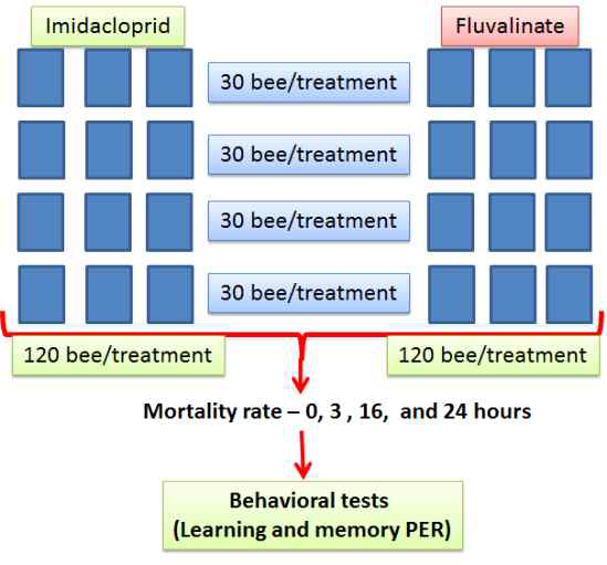 Experimental design to confirm the effect of sublethal doses of imidacloprid and fluvalinate on survival rate and learning and memory