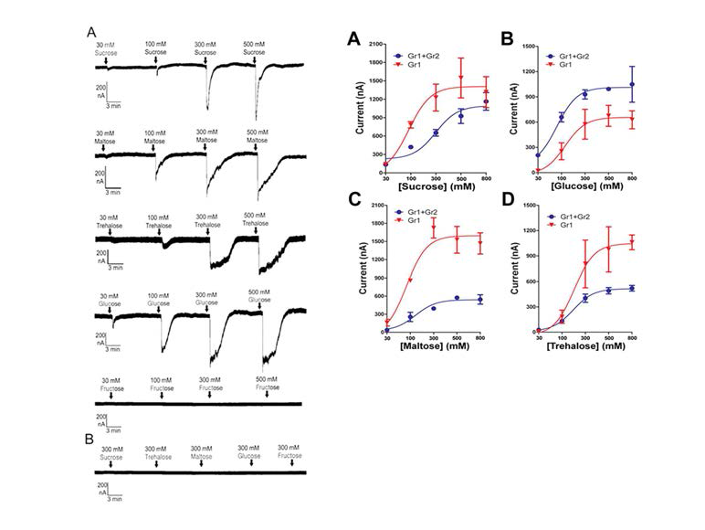 꿀벌의 미각수용체를 xenopus oocyte에 발현시켜 sugar sensing receptor를 동정한 two voltager clamp experiment.