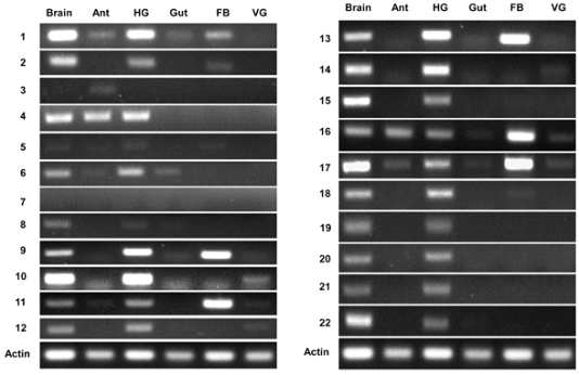 RT-PCR validation of lincRNAs in Asian honeybee tissues. Twenty-two putative lincRNAs were selected for RT-PCR validation