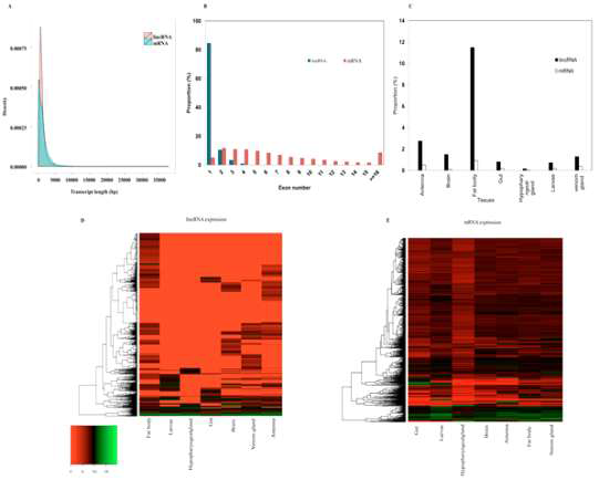 Characteristics of Asian honeybee lincRNAs.