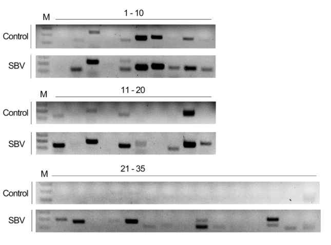 낭충봉아부패병에 걸린 꿀벌의 샘플에서 특이적으로 과발 현하는 lncRNA들이 존재함을 q-RT PCR을 통해 확인하였음.