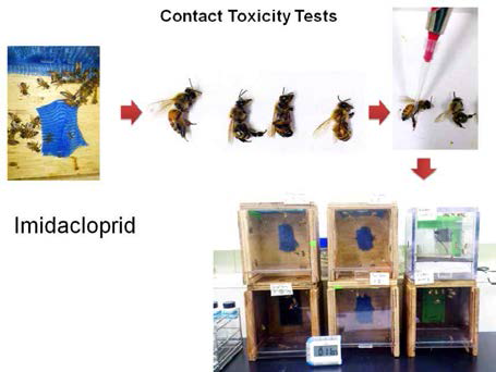 살충제 접촉 독성을 통한 꿀벌의 생 존율 확인 실험 디자인
