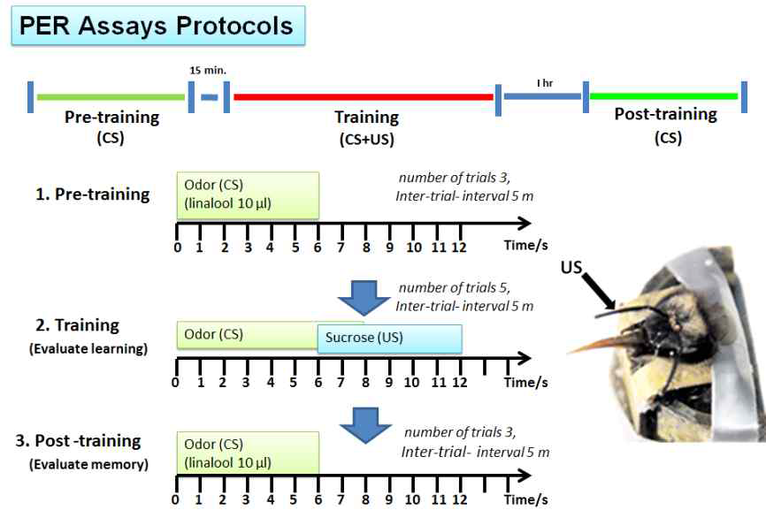 꿀벌의 학습과 기억력 측정 실험 디자인. 특정 냄새에 대한 노출과 동 시에 보상(설탕)을 주어 냄새에 기억을 하도록 훈련을 시킨 후 냄새만을 주었을 때 보상에 대한 기억을 정확히 하는지 확인하는 실험임