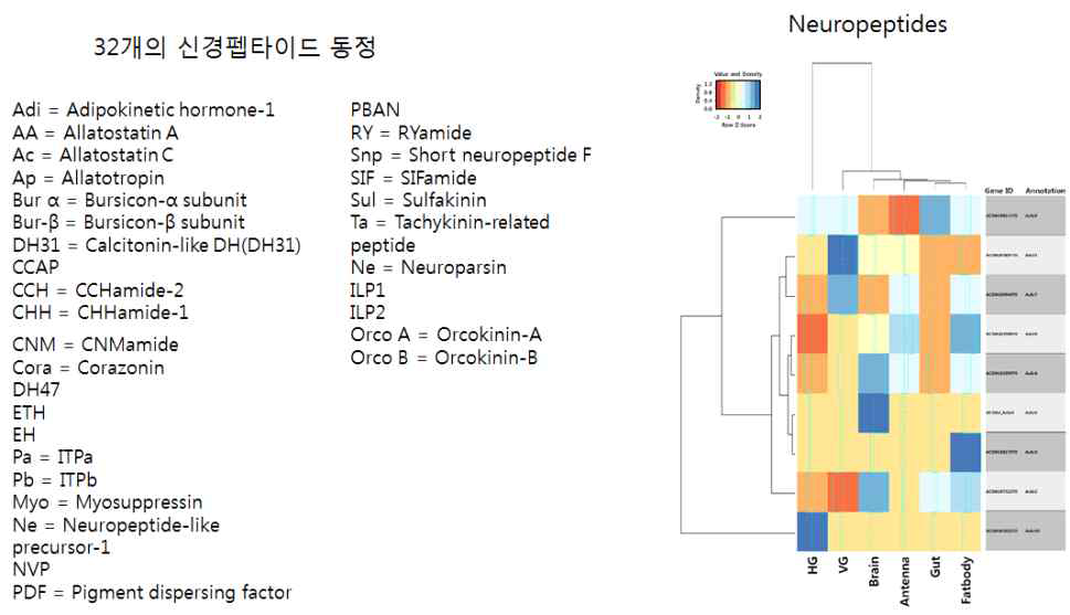 꿀벌에 존재하는 32가지의 신경펩타이드 동정 및 주요 조직에 특이 적으로 과/저 발현하는 신경펩타이드를 확인