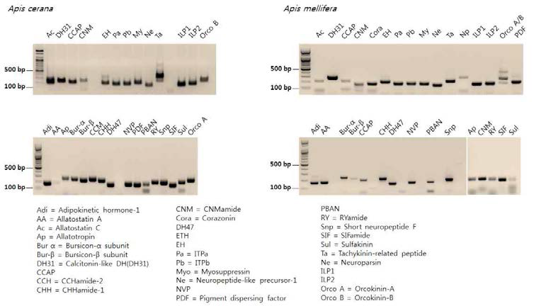 토종벌 및 서양벌에 존재하는 신경펩타이드 동정 및 발현 확인.