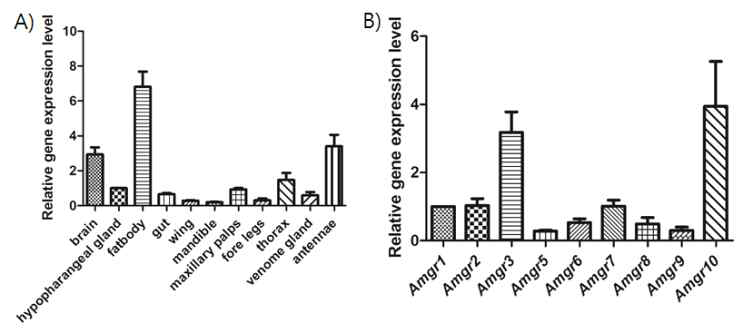 꿀벌 각 조직에서 미각 수용체 10번의 발현 분포(A) 및 비하인두 샘에서 미각수용체들의 발현 비교(B).