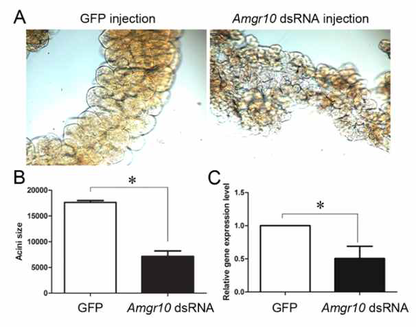 아미노산 미각 수용체의 RNA 간섭효과 실험.