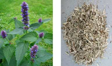 Korean mint (Agastache rugosa Fisch. & Mayer).