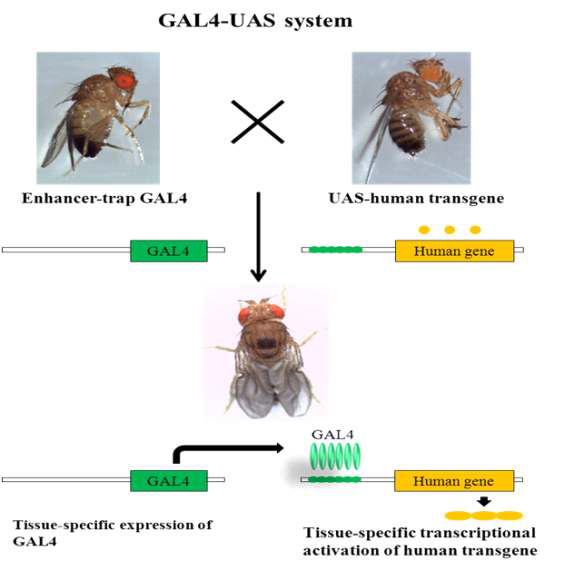 Scheme of GAL4-UAS system.