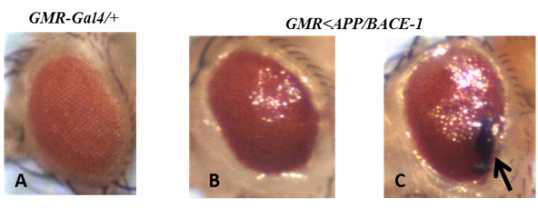 Morphological defects in female and male fly expression APP/BACE-1 in compound eyes.