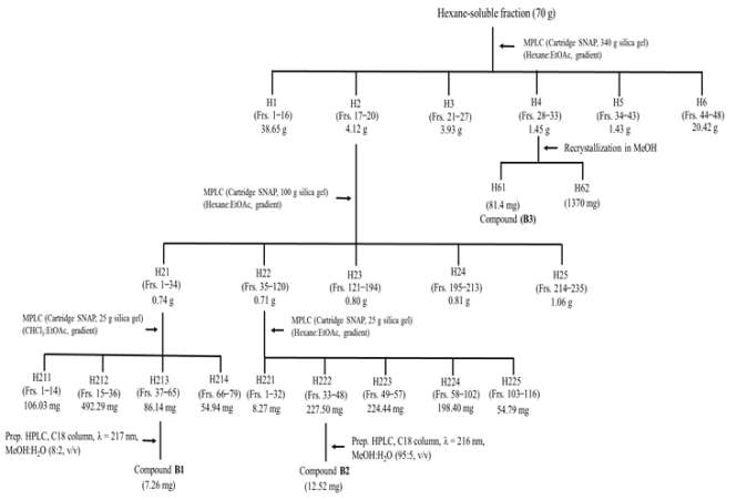 Procedures to isolate the BACE-1 inhibitory constituents.