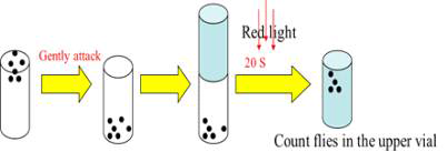 Dosophila climbing behavior detection procedure.