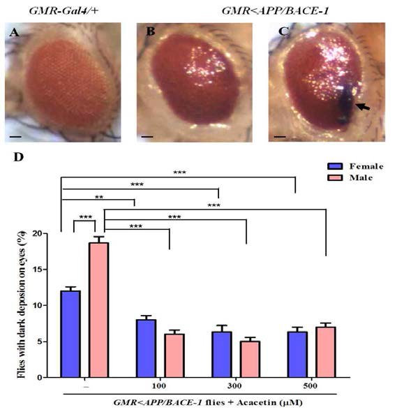 Effect of acacetin on the morphological defects in the compound eyes of the transgenic flies