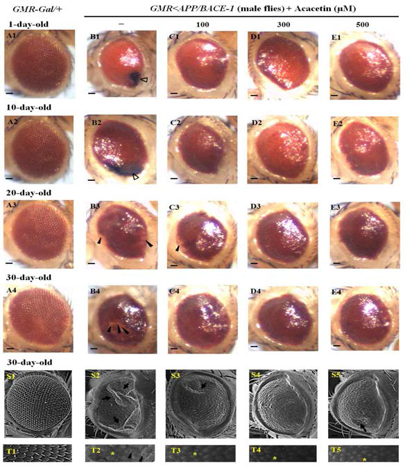 Effect of acacetin on the aberrant eye phenotype associated with age-dependent eye development.