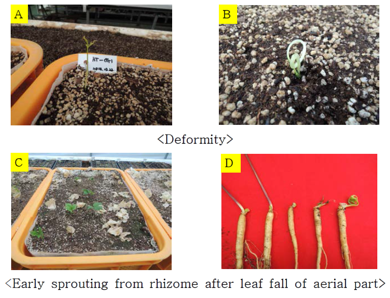 Unusual phenomenon of ginseng seedling by GA3 and alternating temperature treatment. A; Failure of leaf development, B; Bending of stem, C; Emergence of ginseng seedling, D; Root before the emergenc