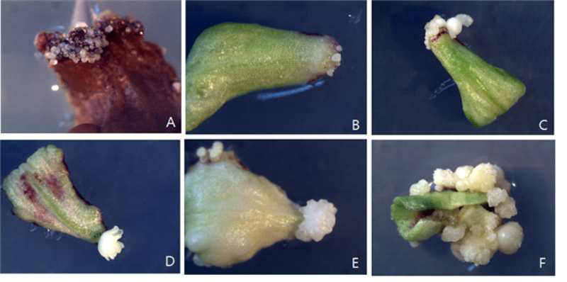 Types of somatic embryo morphology formed on the surfaces of cotyledon explants on hormone-free medium. A-C: Somatic embryos developed as independent state. D-F: Somatic embryos developed as multiple fused state.