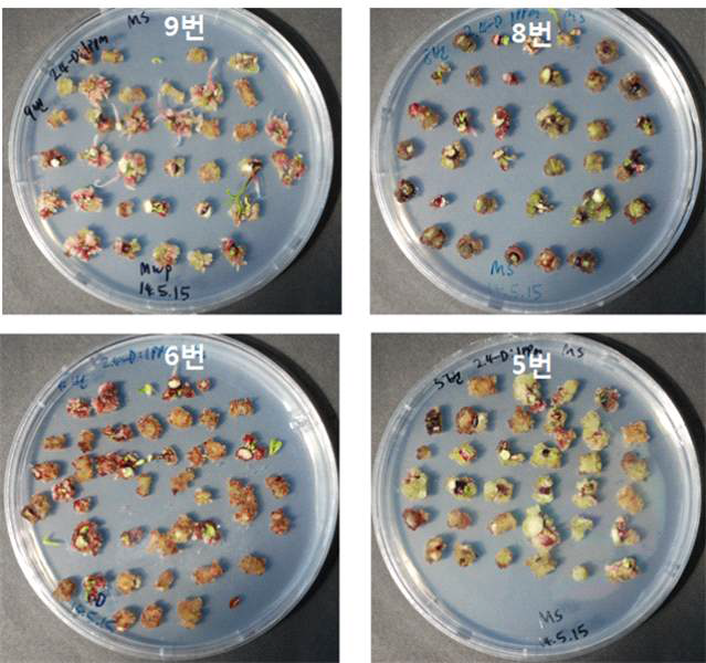 Callus induction from the culture of hypocotyl sgements of various lines of ginseng on medium with 1.0 mg/L 2,4-D after 5 weeks of cultuere