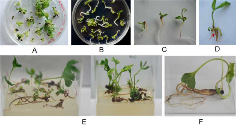 Thickened taproot formation of plantlets regenerated from somatic embryos of P . ginseng