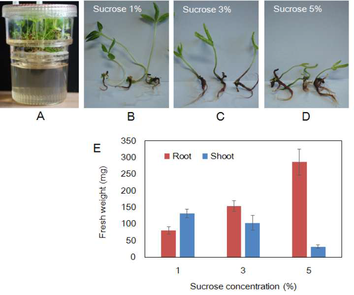 Effects of sucrose concentration on the shoot and root weights of plantlets cultured in an RITA bioreactor.