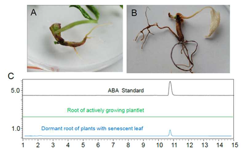 ABA analysis in roots of plantlets with actively growing shoots and with senenscent shoots.