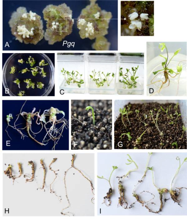 Callus induction, somatic embryo production and plant regeneration of interspecfic hybrid ginseng (Pgq).