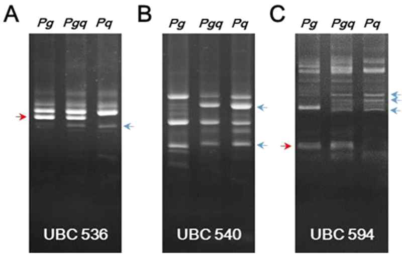 DNA profiles of P g , P gq , and P q with different polymorphic RAPD markers: UBC 536 (A), UBC 540 (B), and UBC 594 (C)