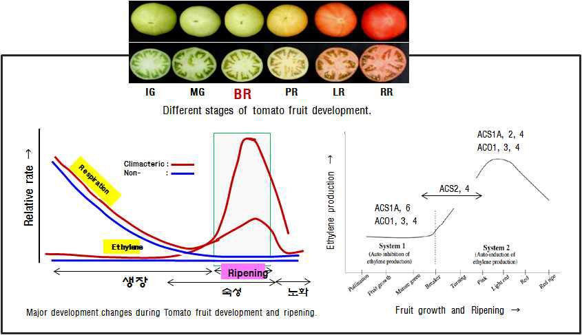 토마토 발달단계별 에틸렌 생성과 호흡량 변이