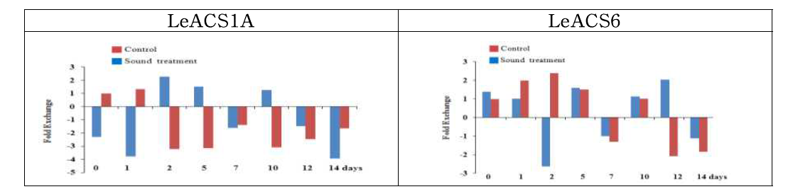 음파처리에 의한 LeACS1A와 LeACS6 유전자의 발현양상