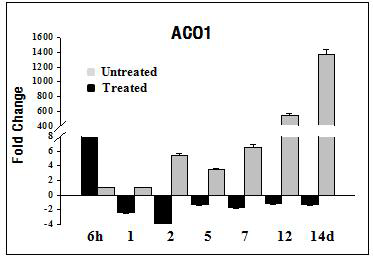 단일음파처리에 의한 ACC oxidase (ACO)유전자의 발현양상
