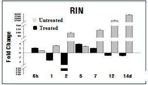 단일음파처리에 의한 RIN 유전자 발현양상