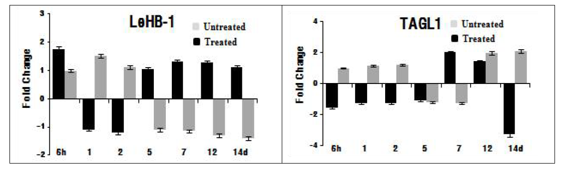 단일음파처리에 의한 Le-HB1과 TAGL-1 유전자 발현양상