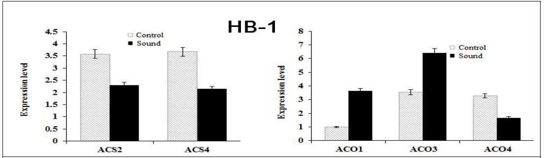 Transient expression assay-GUS reporter gene 발현 (HB-1과 ACO 및 ACS 유전자)