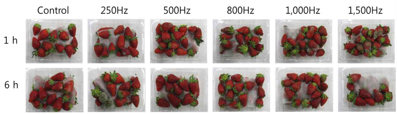 음파 처리 ‘매향’ 딸기 23℃ 저장 4일 경과 모습