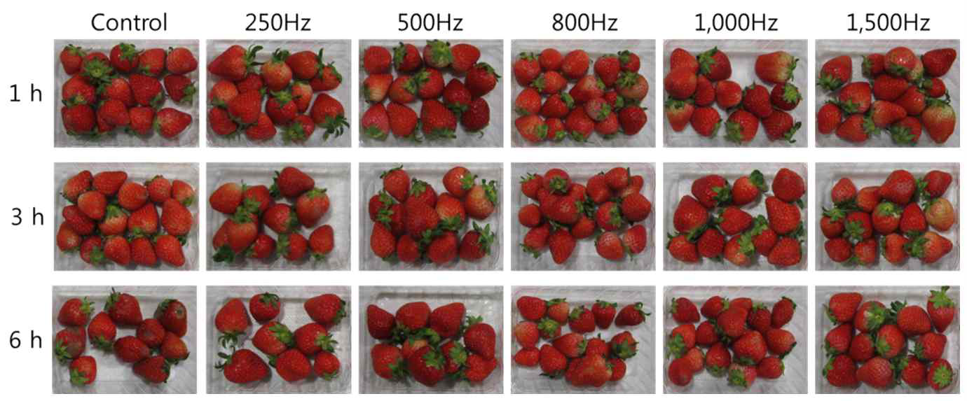 음파 처리 ‘설향’ 딸기 4℃ 저장 10일 경과 모습