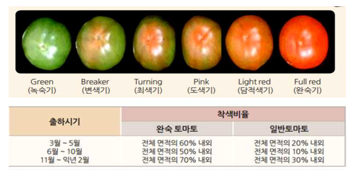 토마토 숙기별 수확 지표 및 출하시기별 착색 비율(토마토 수확후관리기술 매뉴얼)