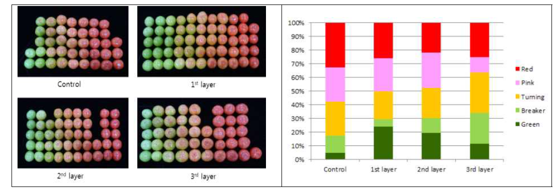 상자 적재 높이에 따른 녹숙과 토마토 착색 비교(음파처리 후 20℃ 저장 10일 차)